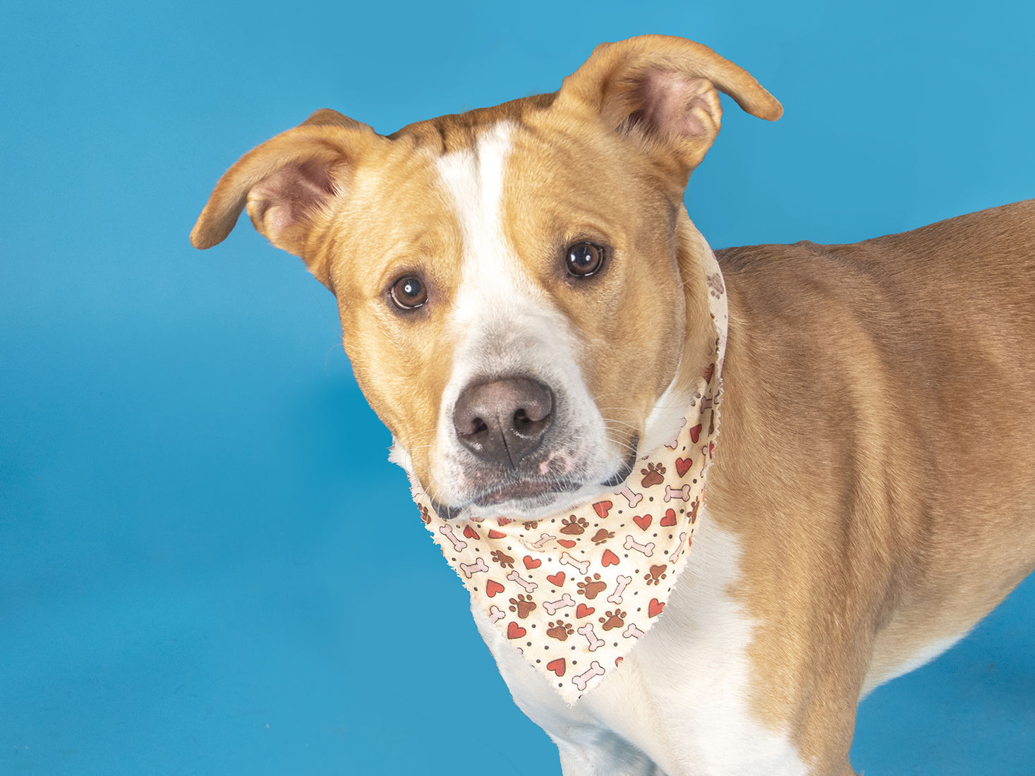 Last week's pet, still available: Harley